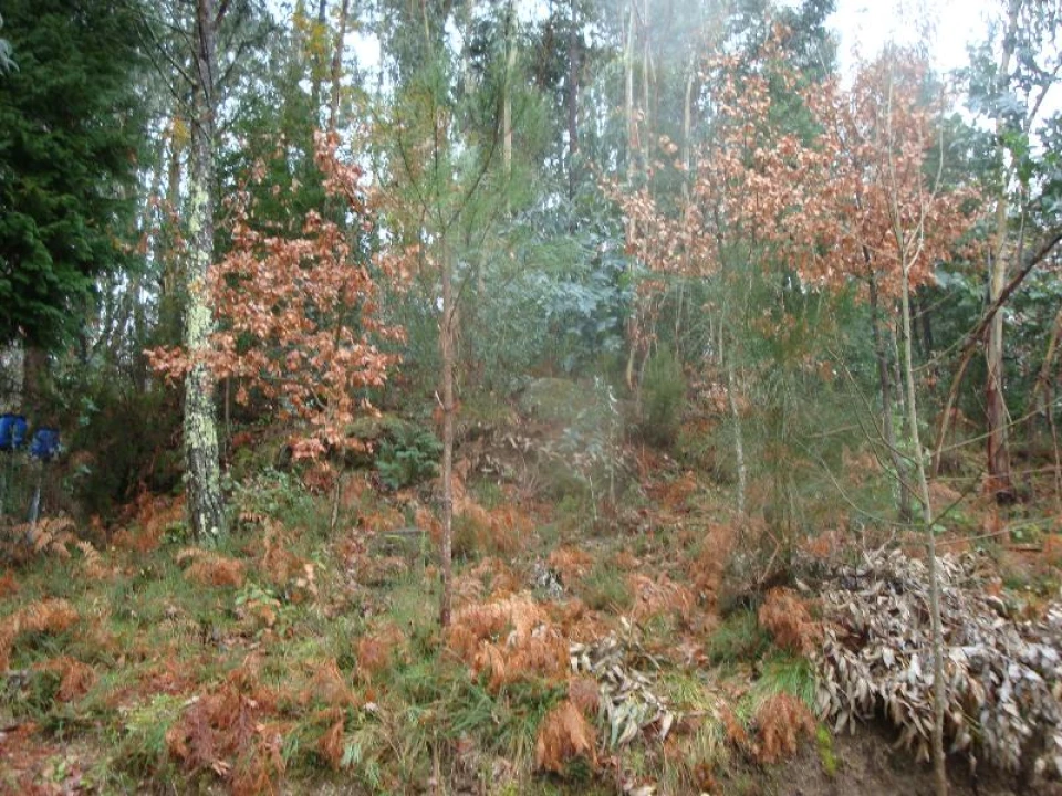 Terreno Agricola ou Rústico para Venda em Ventosa e Cova Foto 6