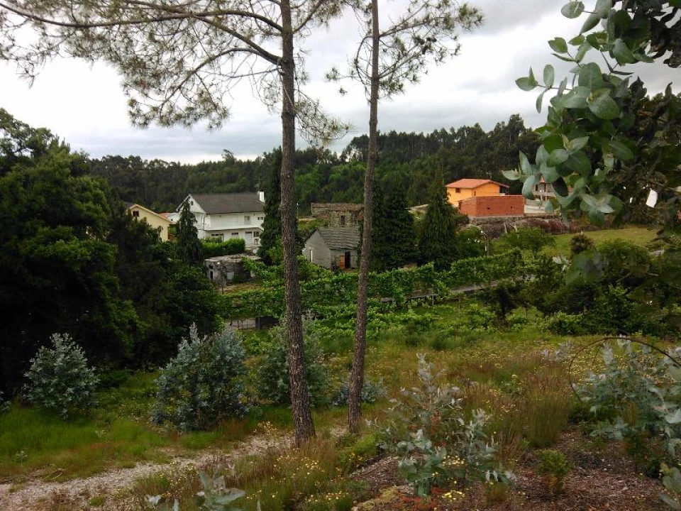 Terreno Agricola ou Rústico para Venda em Anissó e Soutelo Foto 3