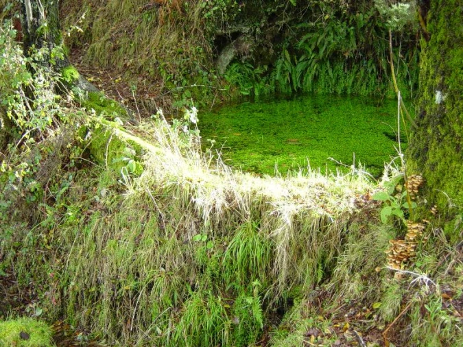Negócio para Venda em Anissó e Soutelo Foto 7