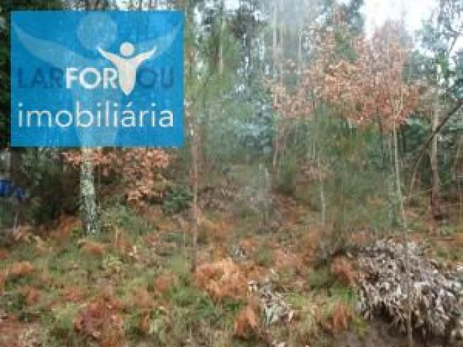 Terreno Agricola ou Rústico para Venda em Esperança e Brunhais Foto 3