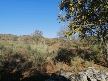 Terreno Agricola ou Rústico para Venda em São João Baptista