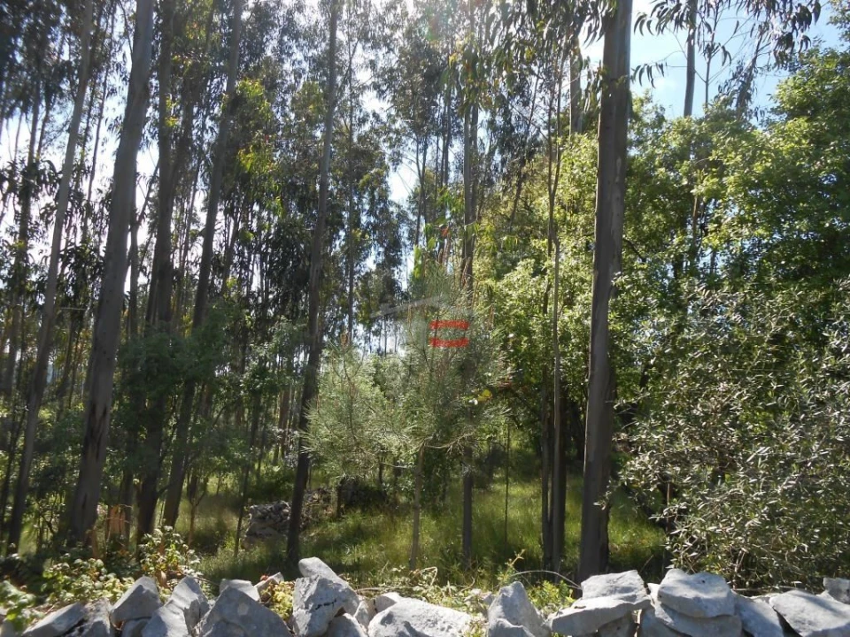 Terreno Misto para Venda em São Mamede Foto 10