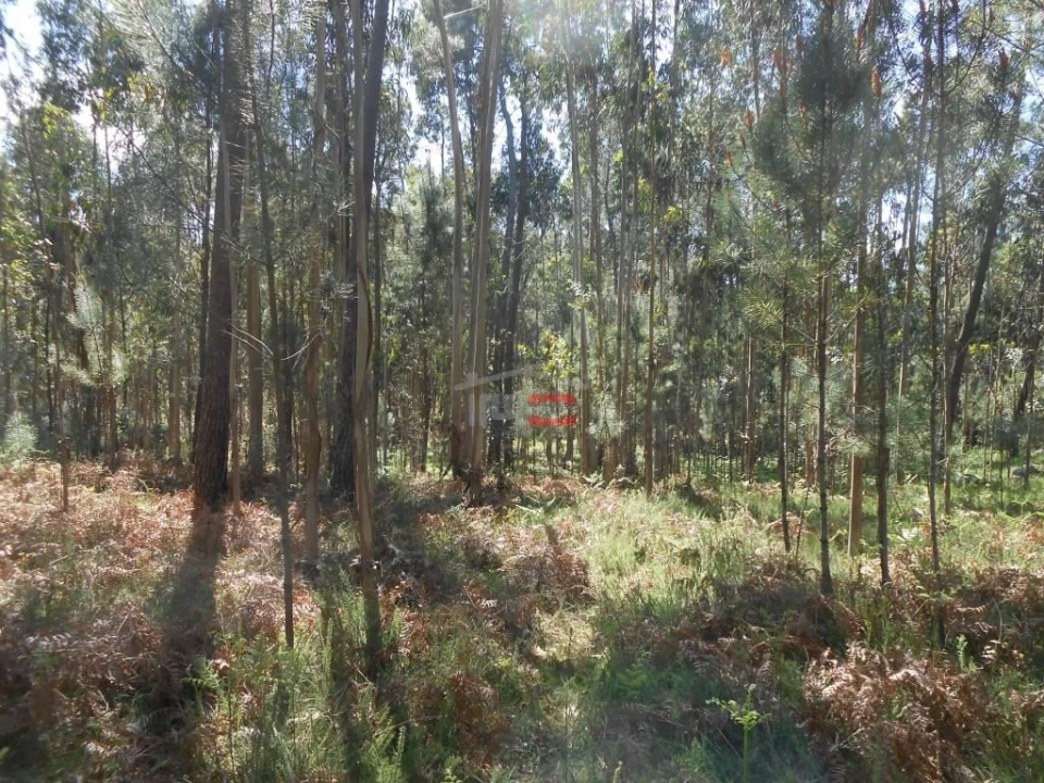 Terreno Misto para Venda em São Mamede Foto 14