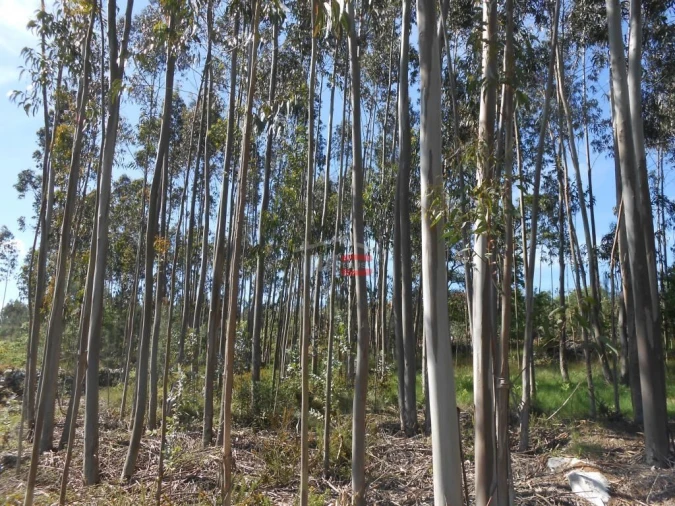 Terreno Misto para Venda em São Mamede Foto 8