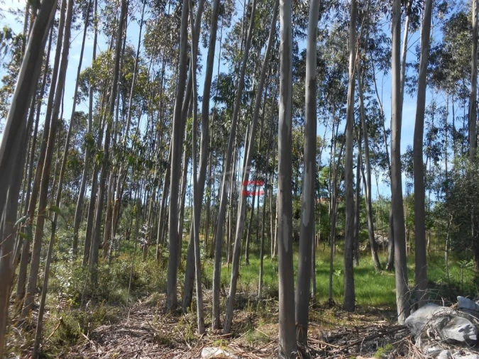 Terreno Misto para Venda em São Mamede Foto 9