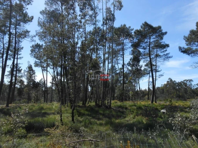 Terreno Misto para Venda em São Mamede Foto 17