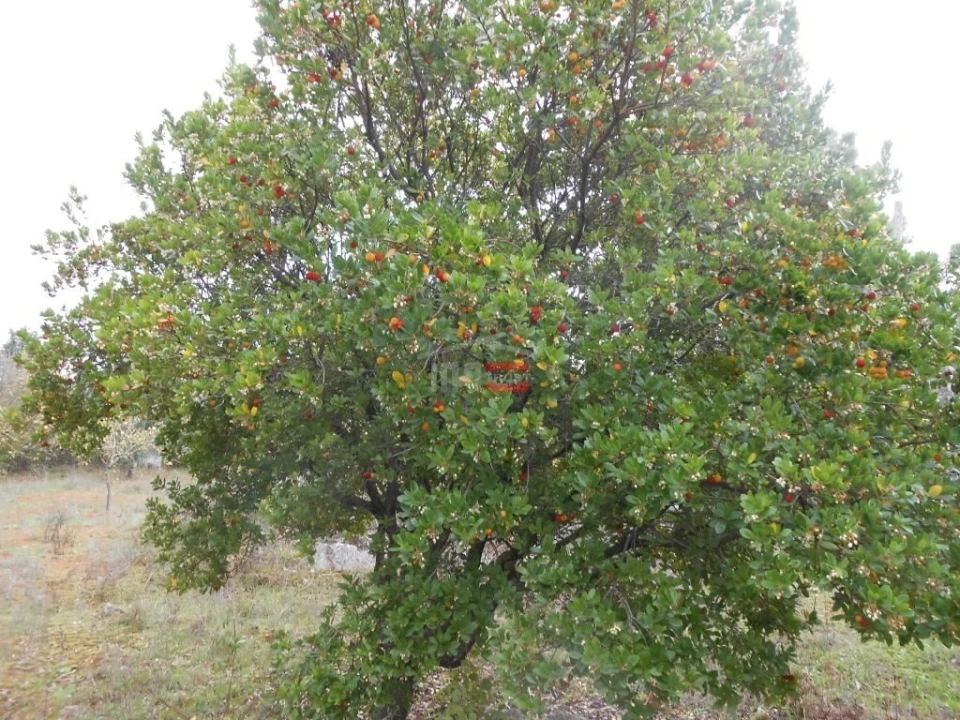 Terreno Misto para Venda em Fatima Foto 5