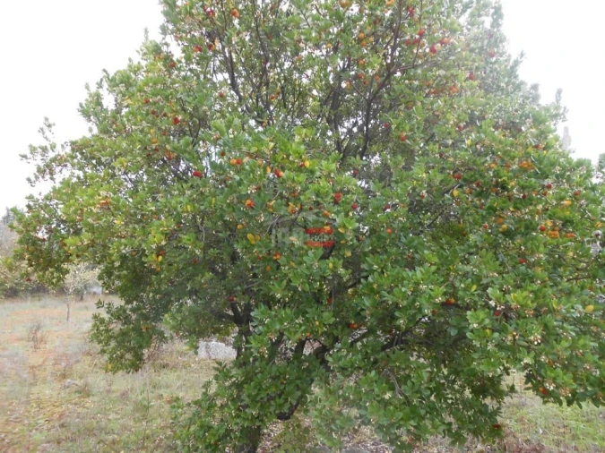 Terreno Misto para Venda em Fatima Foto 5