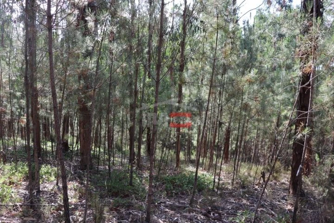 Terreno Misto para Venda em Alburitel Foto 1