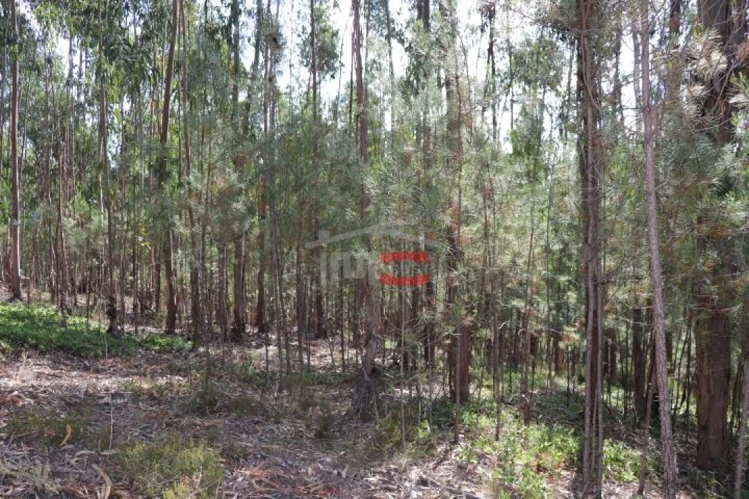 Terreno Misto para Venda em Alburitel Foto 2
