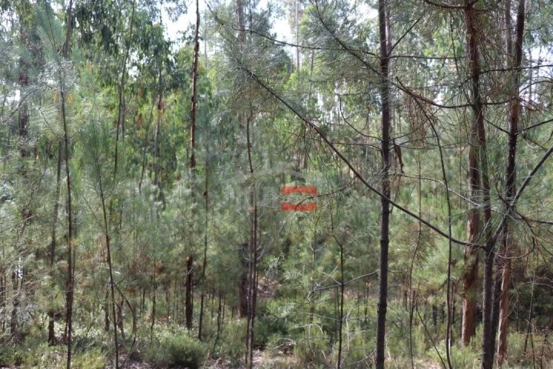Terreno Misto para Venda em Alburitel Foto 4