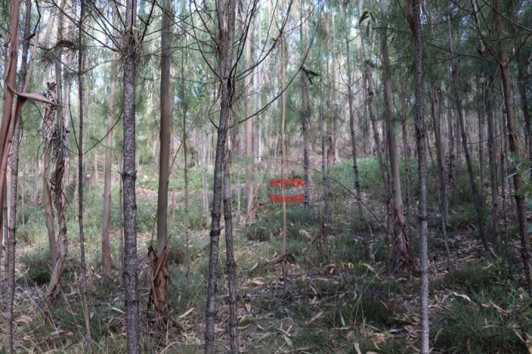 Terreno Misto para Venda em Alburitel Foto 5