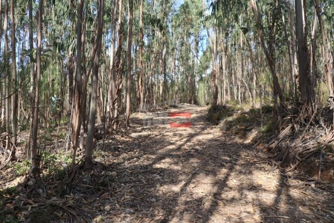 Terreno Misto para Venda em Alburitel Foto 6