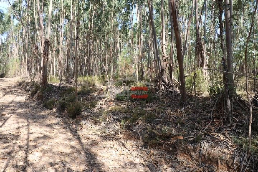 Terreno Misto para Venda em Alburitel Foto 7