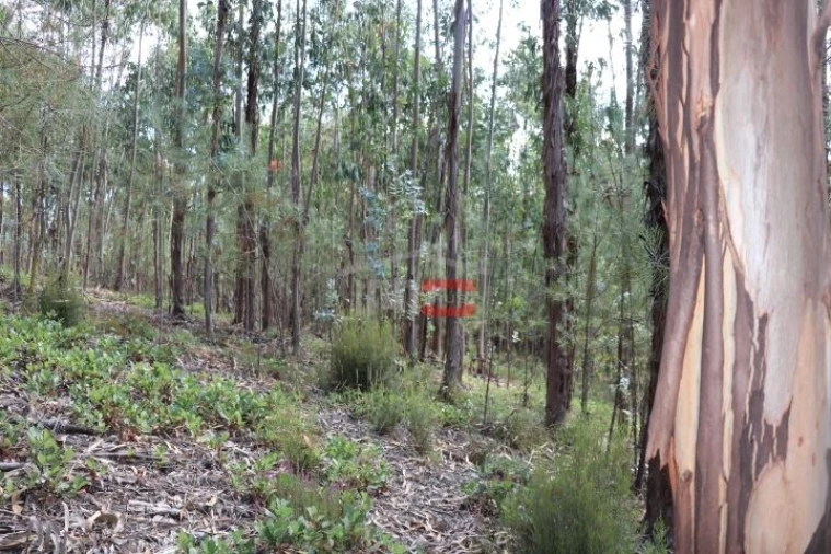 Terreno Misto para Venda em Alburitel Foto 3