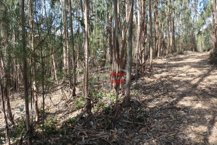 Terreno Misto para Venda em Alburitel Foto 8