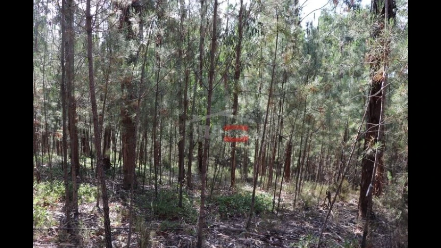 Terreno Misto para Venda em Alburitel