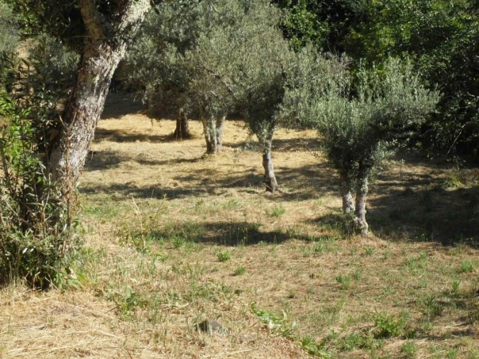 Quinta para Venda em Santa Maria de Marvão Foto 20