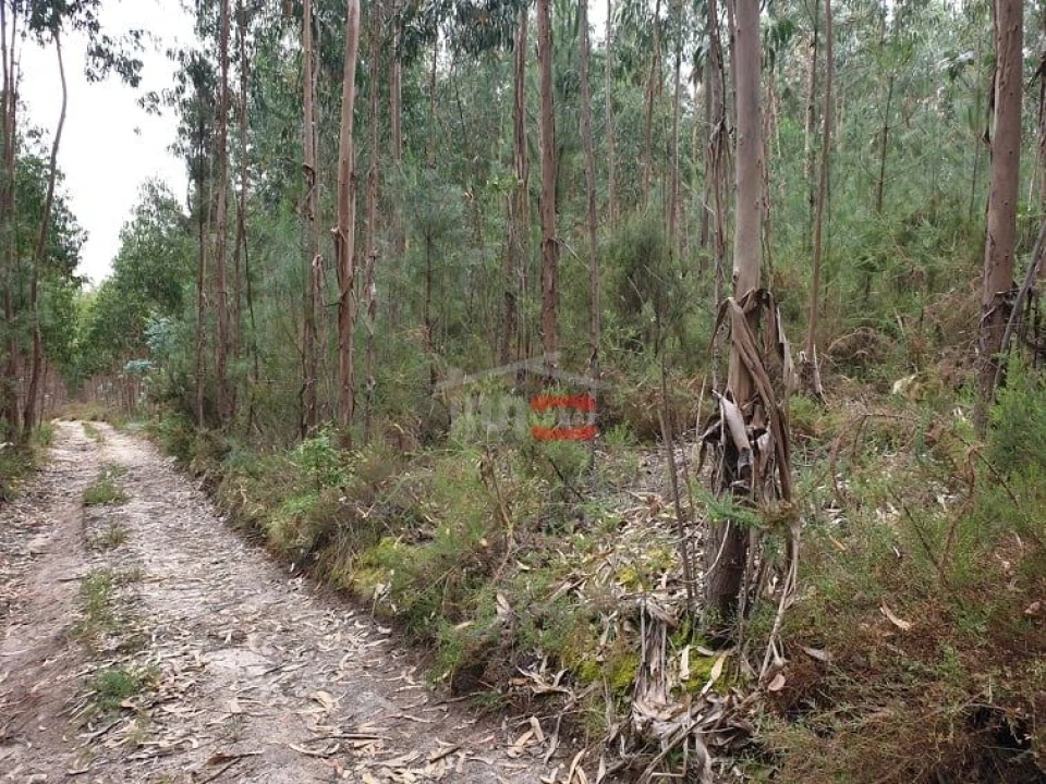 Terreno Misto para Venda em Alburitel Foto 3