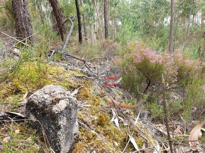 Terreno Misto para Venda em Alburitel Foto 2