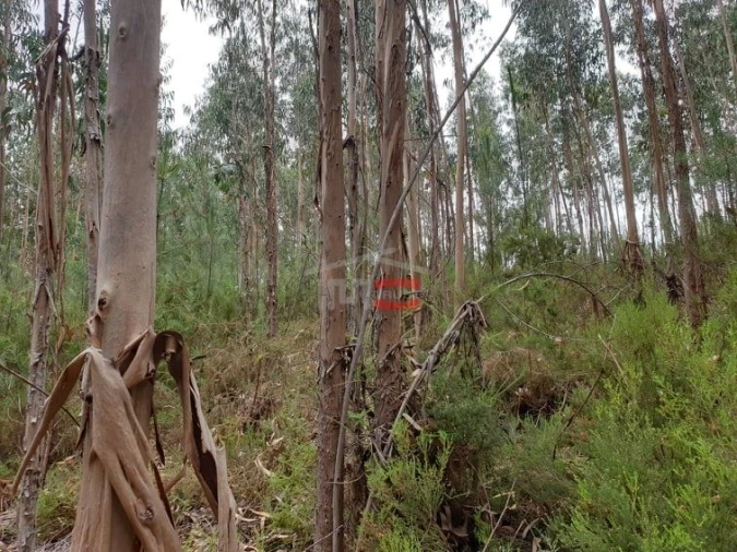 Terreno Misto para Venda em Alburitel Foto 5