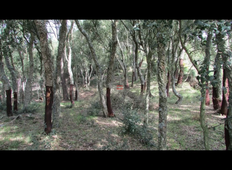 Terreno Misto para Venda em Nossa Senhora da Piedade Foto 7