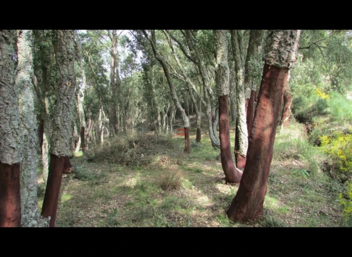 Terreno Misto para Venda em Nossa Senhora da Piedade Foto 8