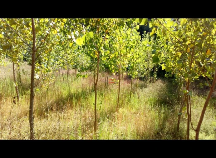 Terreno Misto para Venda em Alburitel Foto 6