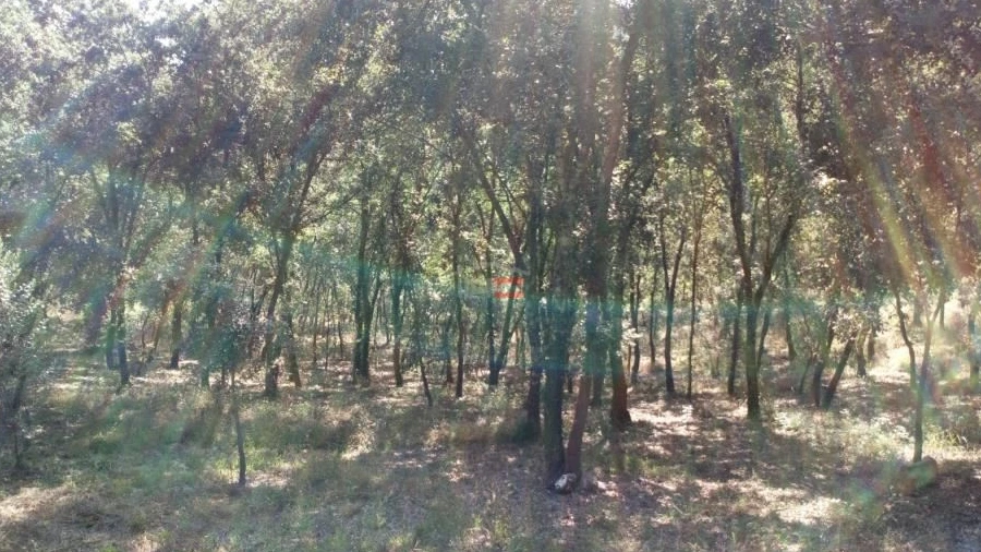 Terreno Misto para Venda em Alburitel
