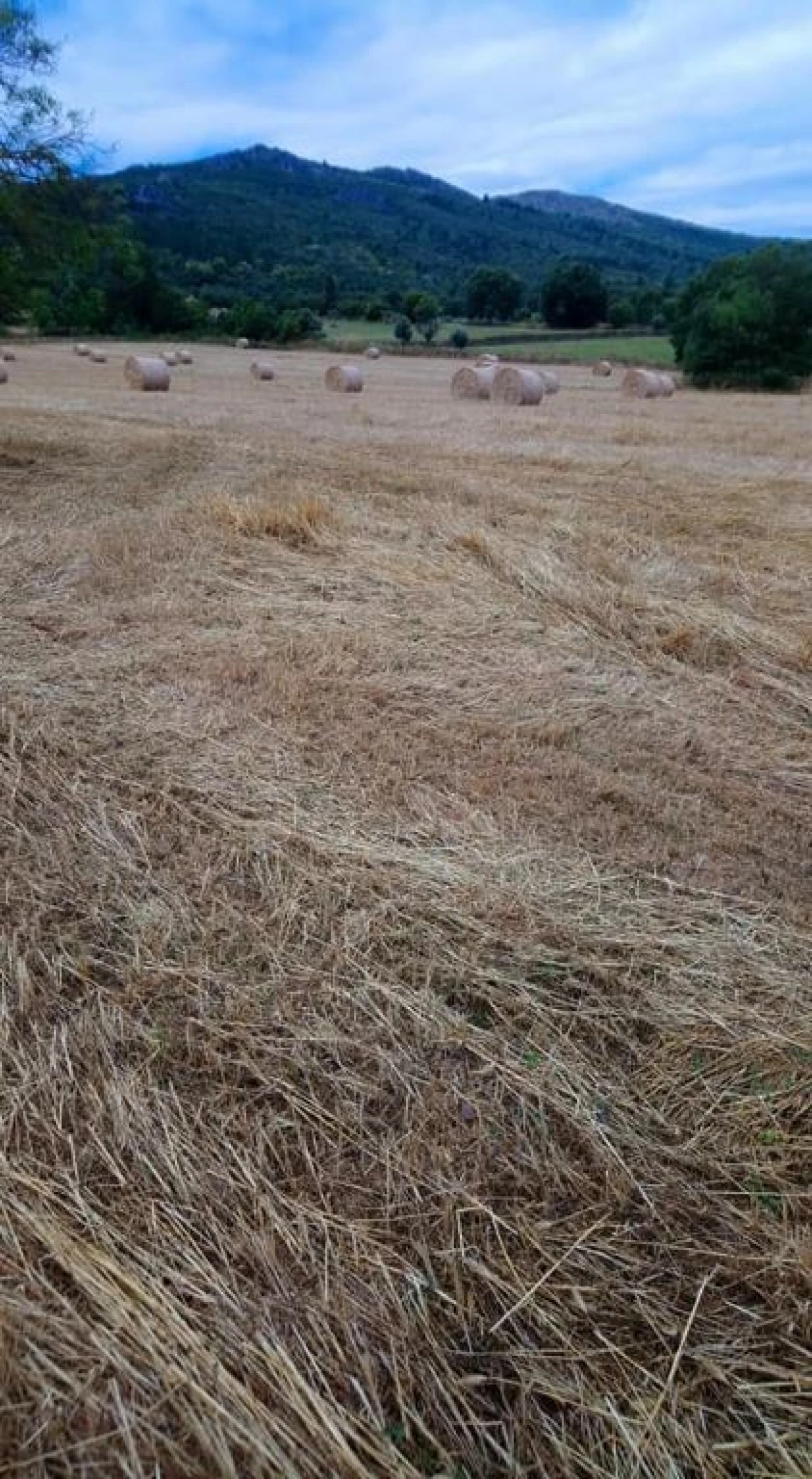 Terreno Agricola ou Rústico para Venda em São Salvador da Aramenha Foto 4