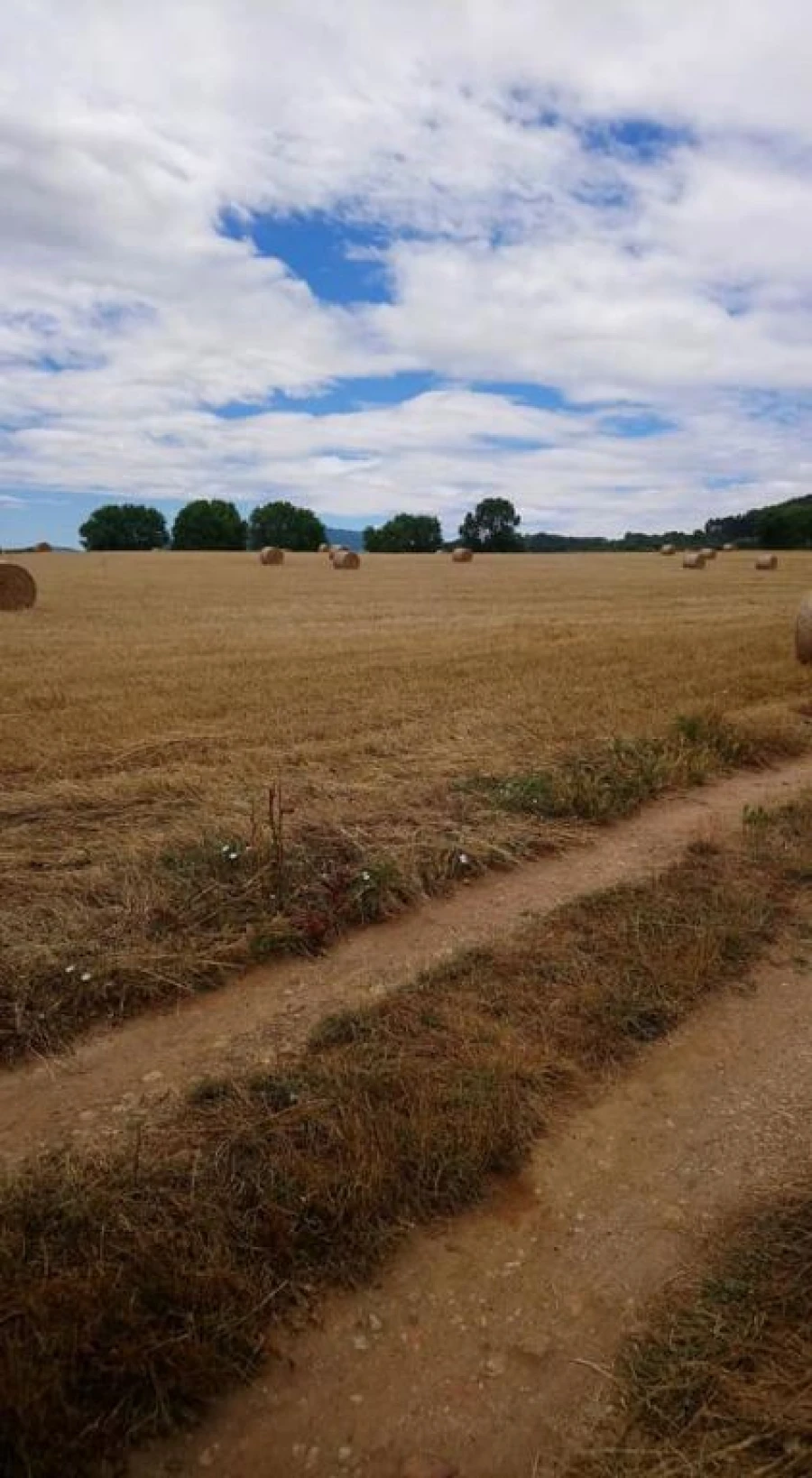 Terreno Agricola ou Rústico para Venda em São Salvador da Aramenha Foto 3