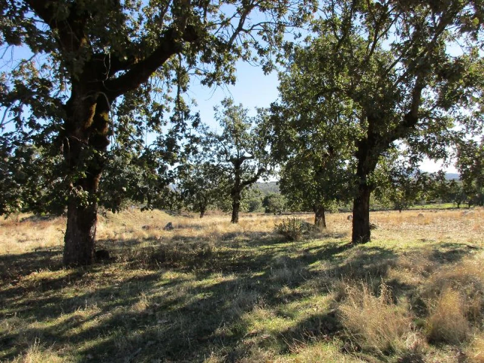 Terreno Agricola ou Rústico para Venda em São Salvador da Aramenha Foto 2