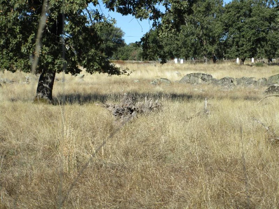 Terreno Agricola ou Rústico para Venda em São Salvador da Aramenha Foto 5
