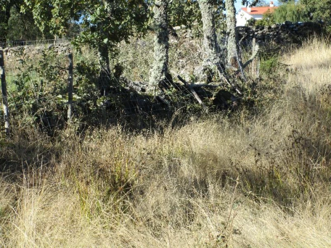 Terreno Agricola ou Rústico para Venda em São Salvador da Aramenha Foto 6