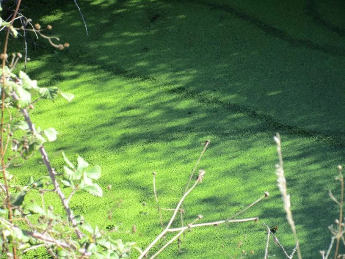 Terreno Agricola ou Rústico para Venda em São Salvador da Aramenha Foto 7
