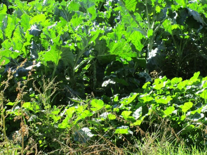 Terreno Agricola ou Rústico para Venda em São Salvador da Aramenha Foto 10