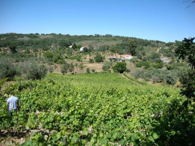 Terreno Agricola ou Rústico para Venda em Santa Maria da Devesa Foto 3