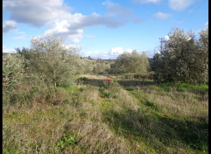 Terreno Misto para Venda em Vila Nova da Barquinha Foto 6