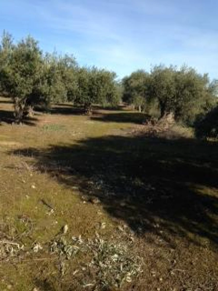 Terreno para Venda em Assunção, Ajuda, Salvador e Santo Ildefonso Foto 6