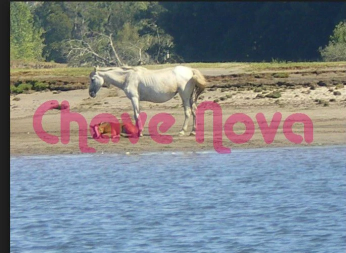 Terreno Misto para Venda em Gondarem Foto 3