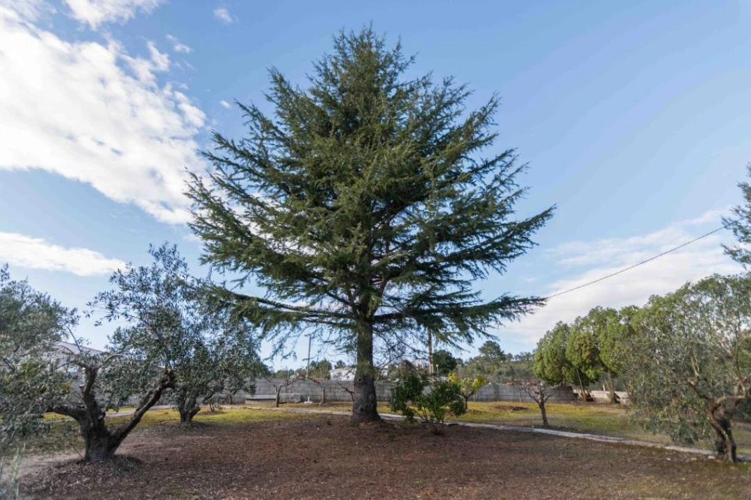 Terreno Misto para Venda em Mira de Aire Foto 25