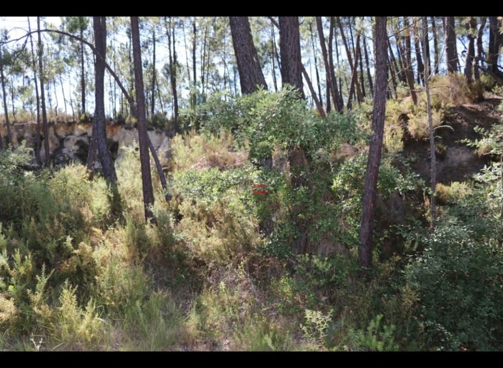 Terreno Misto para Venda em Alburitel Foto 6