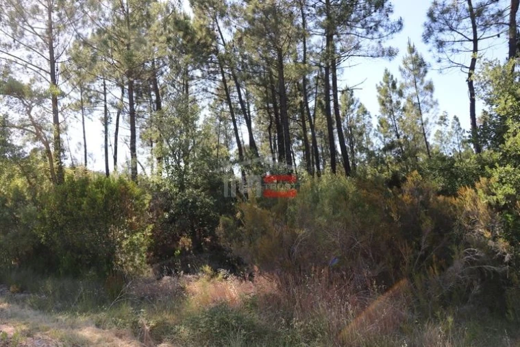 Terreno Misto para Venda em Sabacheira Foto 1
