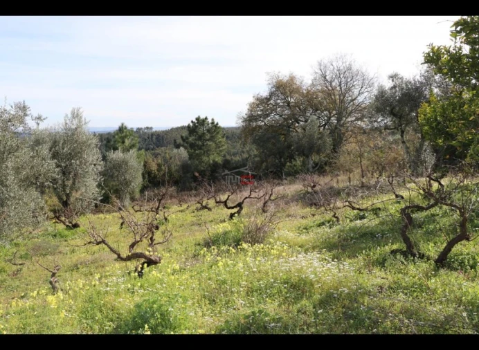 Terreno Misto para Venda em Alburitel Foto 2