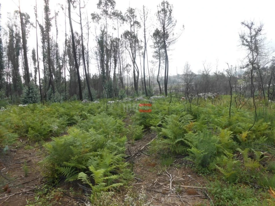 Terreno Misto para Venda em Fatima Foto 10