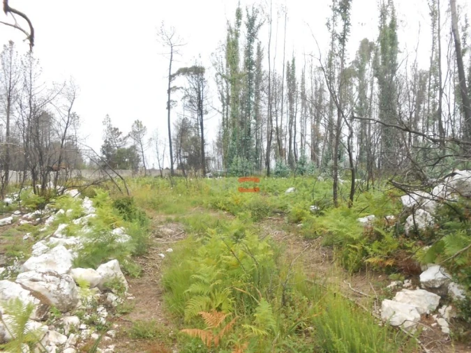Terreno Misto para Venda em Fatima Foto 5