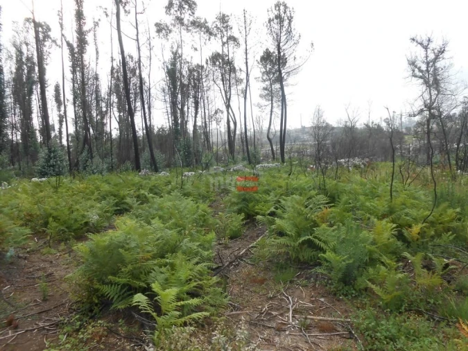 Terreno Misto para Venda em Fatima Foto 10