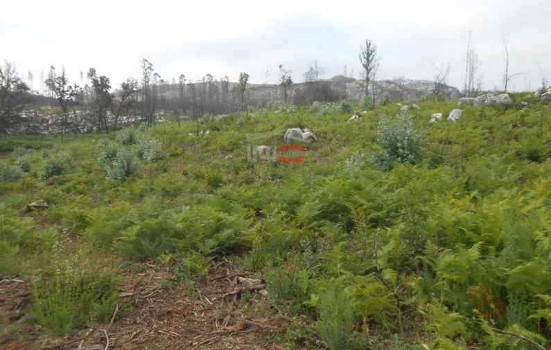 Terreno Misto para Venda em Fatima Foto 13