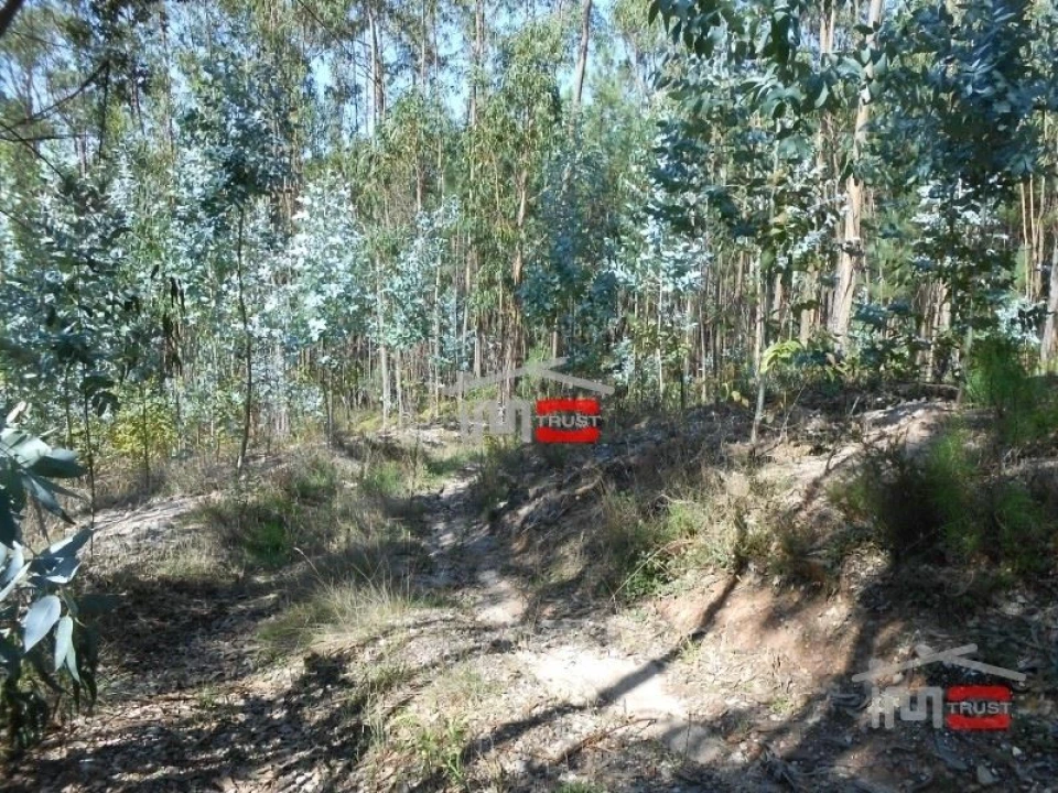 Terreno Misto para Venda em Nossa Senhora da Piedade Foto 3