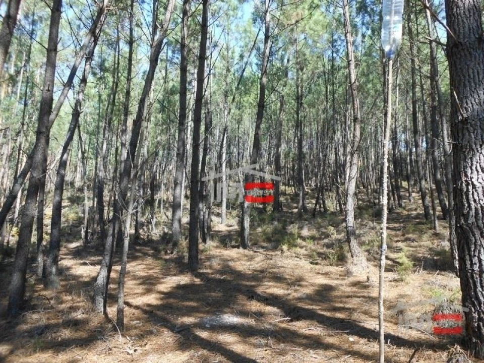 Terreno Misto para Venda em Nossa Senhora da Piedade Foto 5